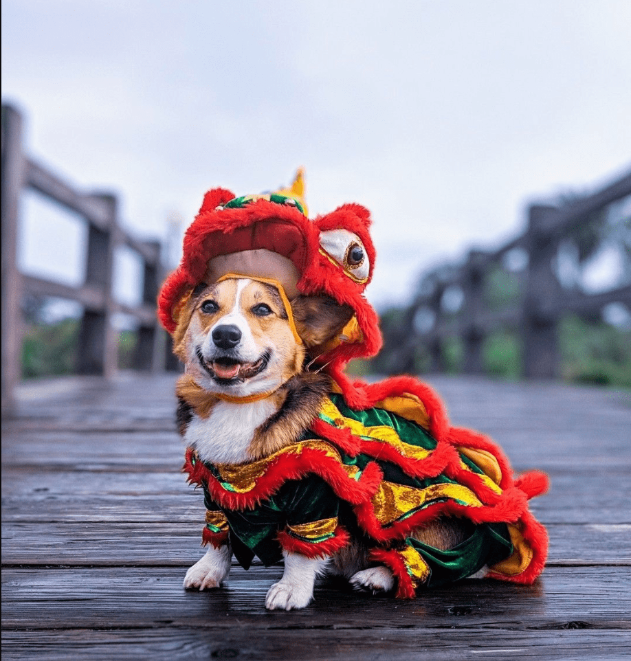 Perro disfrazado de dragón japones